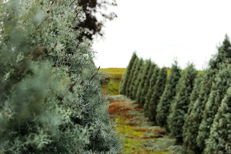 green trees covered with snow during daytime