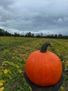 New Fun Pumpkin Patch in Cork Open This October New Fun Pumpkin Patch in Cork Open This October