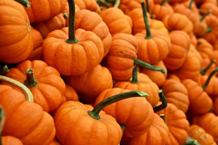 bunch of pumpkins in cork